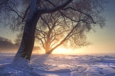 Kış doğa inanılmaz manzara batımında sıcak güneş ışığı altında. Sis ve frost. Karlı kış güneş ışığı sahnede. Canlı güneş ağaçların arkasında. Noel arka plan. Doğal vahşi kış doğa Ocak ayında.