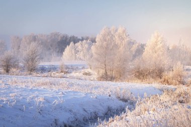 Muhteşem kış manzarası. Ağaçlar ve bitkiler üzerinde karlı çayırda hoarfrost ile sabah temizleyin. Noel arka plan. Kış doğa manzarası. Kış soğuk sabah sıcak güneş ışığı.