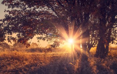 Sonbahar Doğa Manzara üzerinde gündoğumu. Renkli doğa güneş ışığı altında. Sonbahar. Sabahları ağacın üzerinden canlı güneş ışınları.