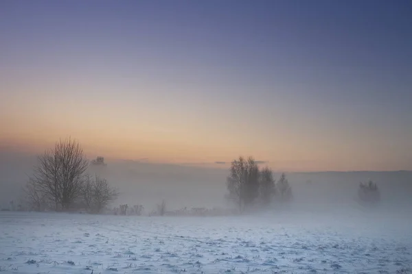 Paysage naturel hivernal. Fond de Noël. Décembre nature à l'aube. Arbres et plantes dans le brouillard. Sol couvert de neige sous un ciel givré et dégagé . — Photo