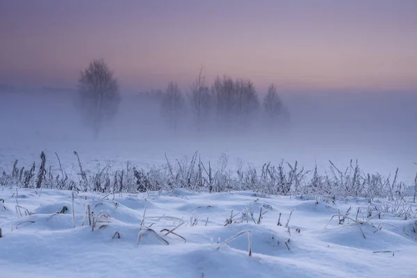 Téli táj hajnalban. Behavazott téli táj a kora reggeli órákban. Xmas háttér. Ködös és fagyos táj, a tiszta ég. Fák és növények fedett Dér által. Természetes téli decemberben — Stock Fotó