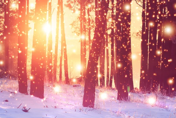 Winter forest background. Vivid sunrise in winter snowy forest. Bright sunbeams through trees in woodland — Stock Photo, Image
