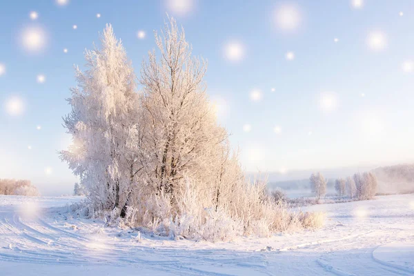 Magic snowflakes against beautiful winter background. Christmas theme. Shining snowflakes fall on white snow. Tree with hoarfrost in warm sunlight in the morning. Frosty winter landscape. — Stock Photo, Image