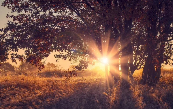 일출에가 자연 풍경입니다. 햇빛에 다채로운 자연입니다. 가. 아침에 나무의 가지를 통해 생생한 태양 광선. — 스톡 사진