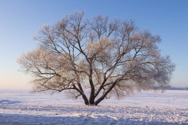 Kış manzara mavi gökyüzü ile açık güneşli sabahı kar üzerinde büyük ağaç. Güzel doğa Aralık ayında. Ağaçta hoarfrost dallar ile parlayan Noel arka plan sıcak güneş ışığı. soğuk kış.