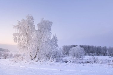 Kış doğa manzarası. Ağaçlarda hoarfrost. Karlı bitkiler. Noel arka plan