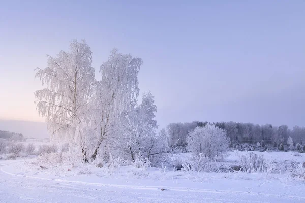 Zimní krajina příroda. Jinovatka a námraza na stromech. Zasněžené rostliny. Vánoční pozadí — Stock fotografie