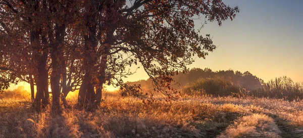 Paisaje panorámico de naturaleza otoñal en la clara mañana de octubre. Árbol grande sobre hierba dorada a la luz del sol. Paisaje natural otoñal al amanecer . — Foto de Stock