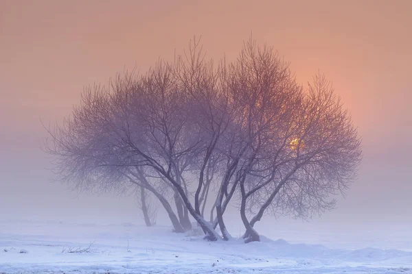 Paysage de la nature hivernale au coucher du soleil dans une soirée brumeuse. Disque rouge du soleil derrière un arbre dans une soirée glacée. Nature enneigée au coucher du soleil .. — Photo