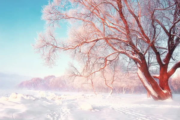 Scenic winter background. Snowy frosty tree on bright sunny day. Natural scene after snowfall. Hoarfrost on the branches of trees. Christmas theme. Snow-white nature — Stock Photo, Image