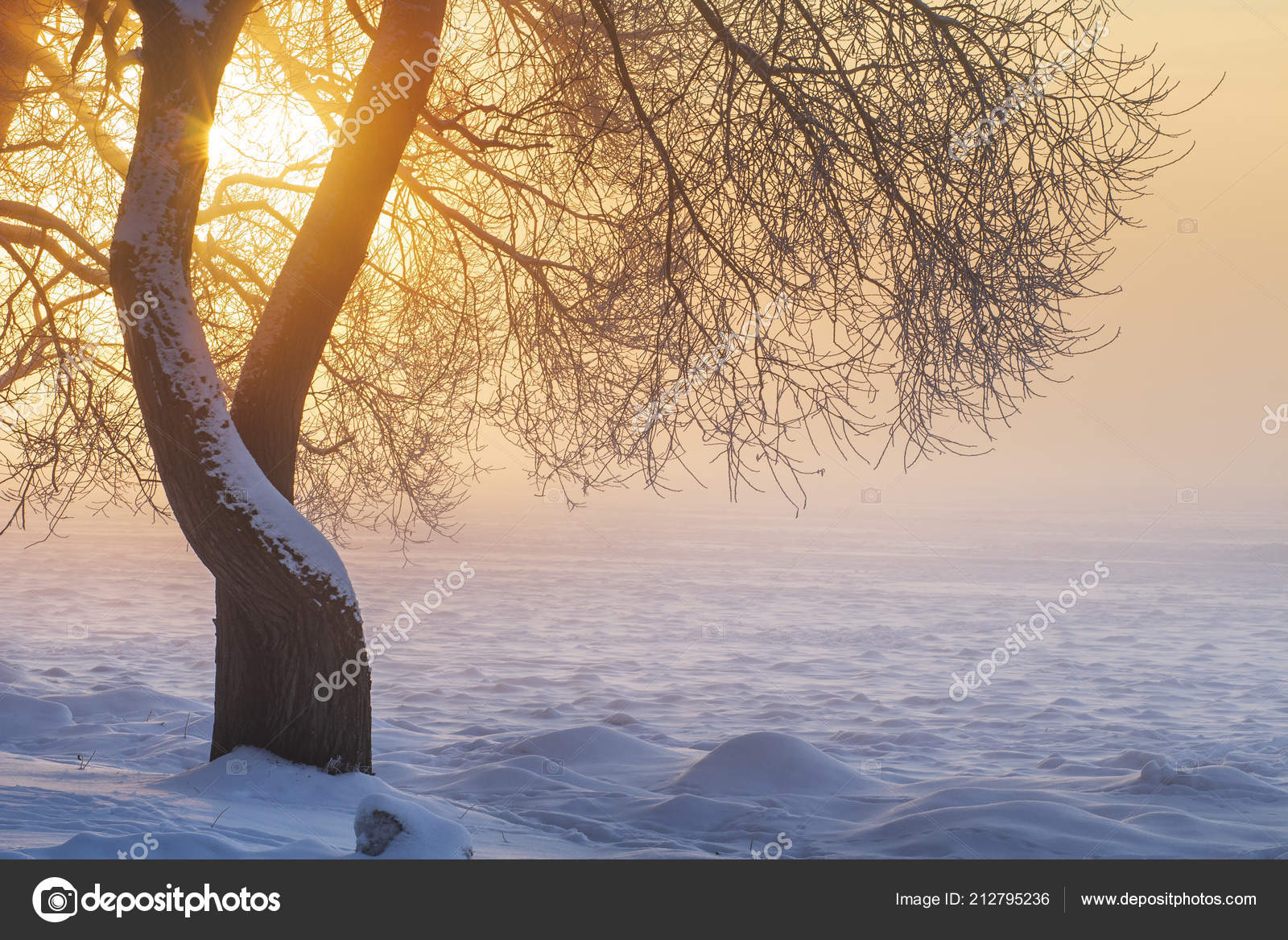 Sunny winter landscape at sunrise in foggy morning. Warm golden sunlight through tree in fog. Christmas Xmas theme. Frost and fog in winter. Beautiful shining on snow texture. Stock