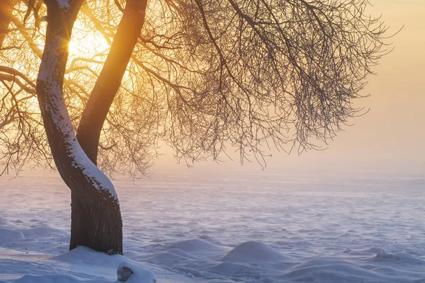 Paisaje soleado de invierno al amanecer en la mañana brumosa. La cálida luz dorada del sol se ilumina a través del árbol en la niebla. Fondo de Navidad. Tema de Navidad. Escarcha y niebla en invierno. Hermoso sol brillando en la textura de la nieve . — Foto de Stock