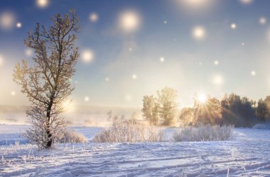 Noel arka plan. Sihirli parlayan kar taneleri ile güneşli sabahı doğa manzara kış. Noel ışıkları Parlatıcı. Güzel kış sahnesinde güneş ışınları. Sahne kış. Hoarfrost gündoğumu, ağaç üzerinde.