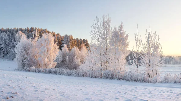Kış manzara soğuk ağaçlarıyla sıcak güneş tarafından aydınlatılmış. Noel arka plan. Kış doğa. Soğuk sabah — Stok fotoğraf