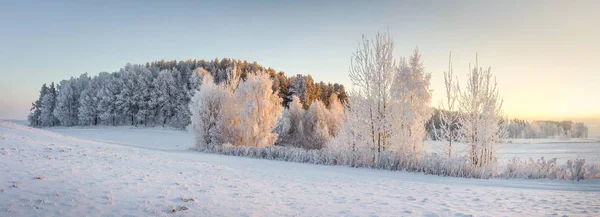 Panoráma a téli természet táj. Panorámás kilátás nyílik a havas rét meleg sárga napfény reggel fagyos fák. Karácsonyi háttér. Karácsony ideje. Csodálatos téli — Stock Fotó
