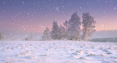 Christmas doğa. Kar yağışı sakin kış manzara. Kar tanesi karlı çayır ayaz ağaç üzerinde şafakta kalmaktadır. Harika kış manzarası. Kırsal zamanında Xmas.