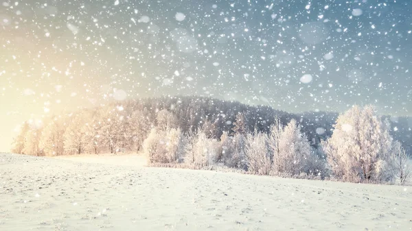 Snowfall in winter forest at bright sunrise. Snowflakes Snowfall in winter forest at bright sunrise. Snowflakes