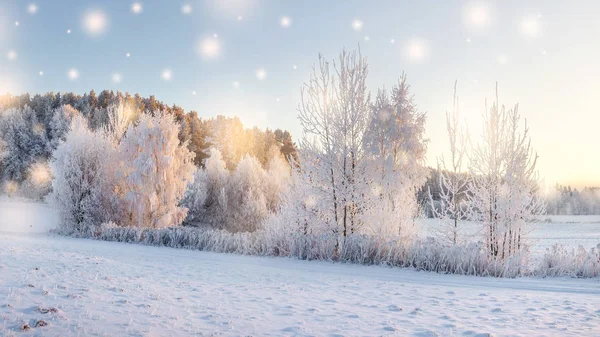 Magic Christmas nature in morning. Trees with snow illuminated by warm sunlight. Winter nature landscape with falling snowflakes. Winter fairytale. Hoarfrost on plants and trees. Winter forest. — Stock Photo, Image