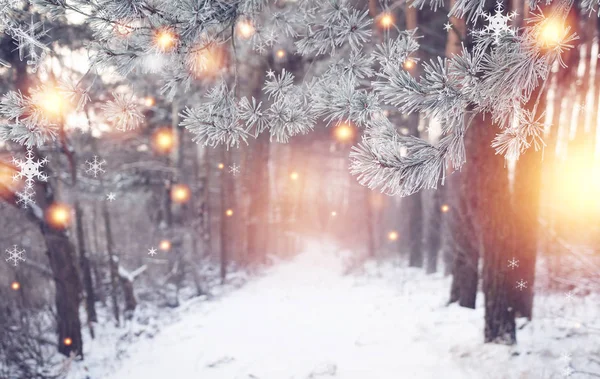Weihnachtswald. Winternatur mit leuchtenden magischen Schneeflocken. wunderschöner Winterwald. Weihnachten im Hintergrund. frostiger und verschneiter Wald. — Stockfoto