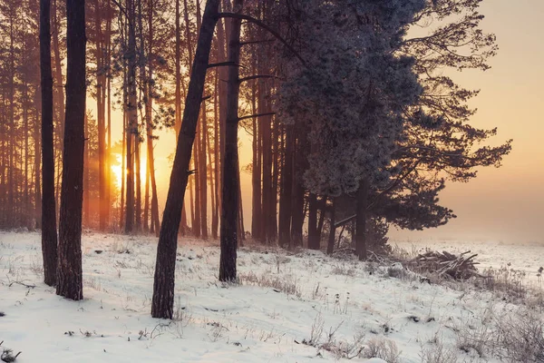 Winter forest at sunrise. Winter frosty nature landscape in warm sunlight. Christmas time.
