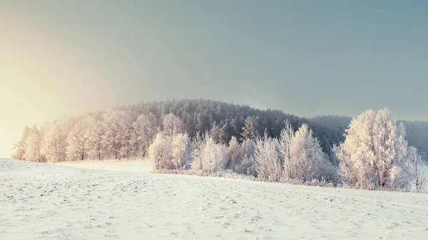 Panoramik kış manzarası. Kış doğa soğuk ağaçları ile. Noel arka plan. Sabah karlı ormanda. Mükemmel kış ağaçları ile hoarfrost. — Stok fotoğraf