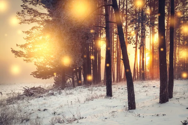 Weihnachtlicher Hintergrund. Winterwald bei Sonnenaufgang mit leuchtenden Lichtern Schneeflocken. Frostige Bäume im Wald. Weihnachten und Neujahr. Wunderbarer Winter am Morgen — Stockfoto