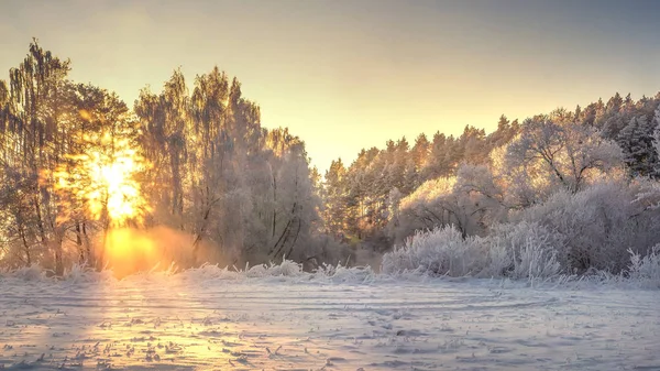Winter-Naturlandschaft bei strahlendem Sonnenaufgang. Frostige und schneebedeckte Bäume am Ufer des Flusses in goldenem, lebendigem Sonnenlicht. Sonnenstrahlen, die auf Ästen von Bäumen leuchten. Frost am klaren, sonnigen Morgen. Weihnachtlicher Hintergrund — Stockfoto