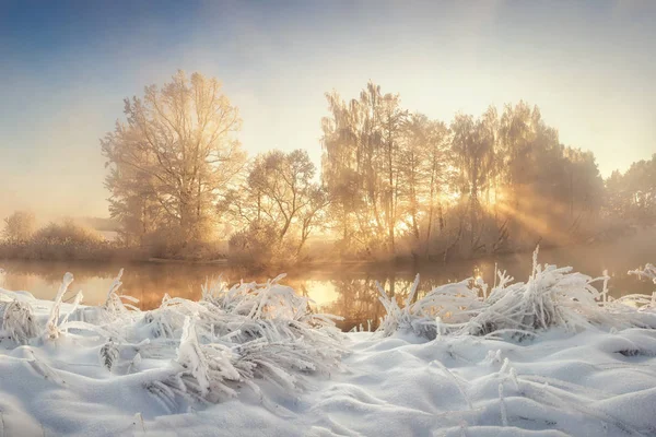 Beautiful winter. Frosty landscape of wild nature with sunbeams. Vivid Christmas landscape. Winter scenery with sun rays through trees. Snowy plants in morning sunlight. — Stock Photo, Image