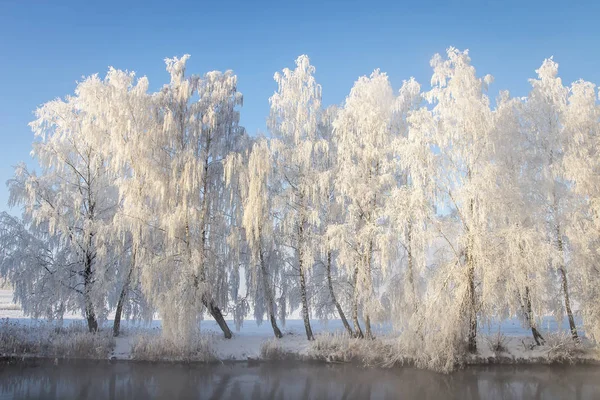 Зимний пейзаж морозных белых деревьев подряд на берегу реки. Зимняя сцена в яркий солнечный день. Деревья покрывали иней на голубом фоне неба. Удивительная живописная зима. Мороз и снег . — стоковое фото