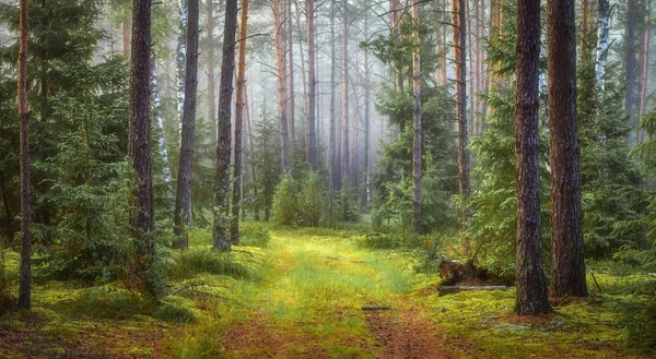 Natura zielony Las Krajobraz — Zdjęcie stockowe