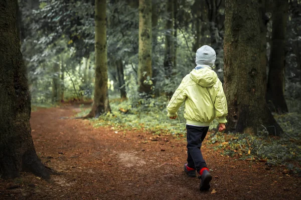 Child lost in forest. Little boy walks in green forest. Hiking. Children in outdoor in woodland. Lonely boy in forest.