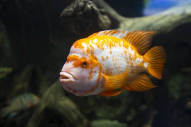 akvaryum koyu derin suda renkli sarı balık.