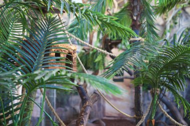 Orman sahne hayvanat bahçesinde. Hayvanat bahçesi içinde tropikal hayvanlar için tropikal bitki.