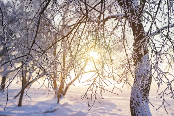 Χειμώνα με φόντο. Παγωμένο δέντρα υποκαταστήματα σε χρυσό φως του ήλιου κατά το ηλιοβασίλεμα. Παγετός στο δέντρο και φυτά. Χειμωνιάτικο σκηνικό. Χριστούγεννα με φόντο. Νέο έτος χρόνου — Φωτογραφία Αρχείου