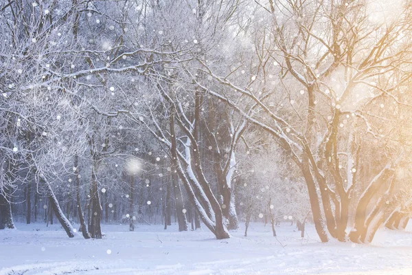 Frostige Bäume bei Schneefall. Winterliche Naturlandschaft. Weihnachtlicher Hintergrund. — Stockfoto
