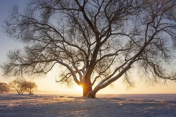 Солнечные лучи сквозь дерево на снежном лугу на закате. Прекрасная зимняя сцена. Желтый солнечный свет. Снежные деревья на ледяном берегу озера покрыты снегом. Рождественский фон Мороз вечером . — стоковое фото