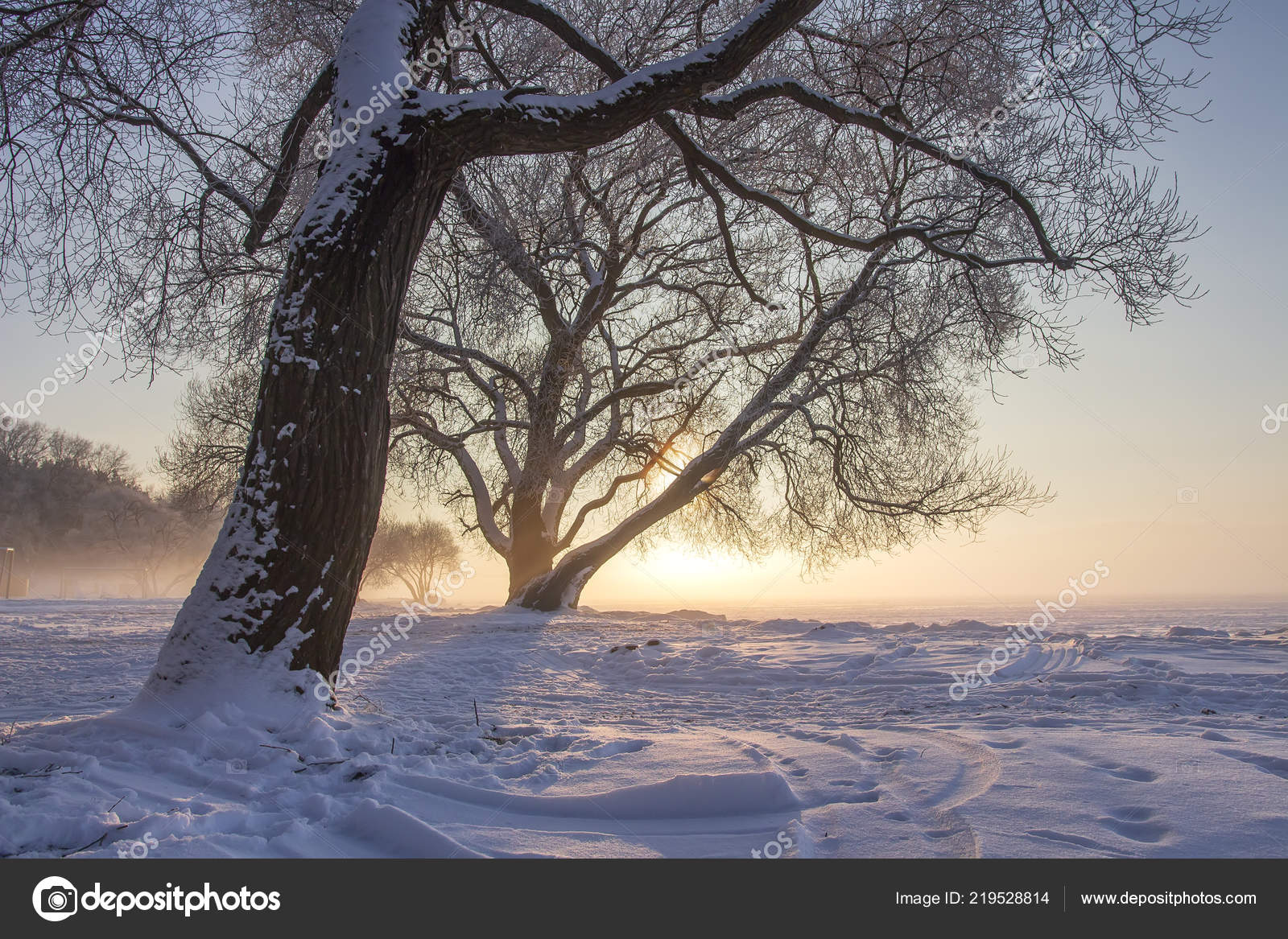 Snowy winter landscape at sunset. Cold sunny nature scene. Christmas natural background. Frosty trees Stock Photo by ©DzmitRock87@gmail.com 219528814