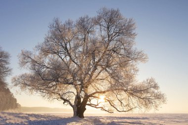 Kış doğa manzara parlak güneş ışığı altında. Ayaz ağaç hoarfrost gün batımında karlı çayır üzerinde dallar ile. Güneşli kış akşam. Noel arka plan. Canlı güneş ağacı üzerinden parlıyor.