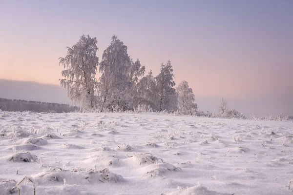 Wunderschöne Winterlandschaft am Morgen. Frostige und schneebedeckte Bäume liegen auf einer schneebedeckten Wiese. Gelbes Sonnenlicht in der Winterszene. Weihnachten Natur Hintergrund — Stockfoto