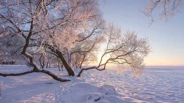 Paisaje natural de invierno en la mañana clara y helada. Increíbles árboles nevados en la orilla de un lago de hielo cubierto de nieve a la luz del sol. Escena de invierno maravillosa. Calma enero. Hoarfrost en las ramas en diciembre. Navidad. . — Foto de Stock