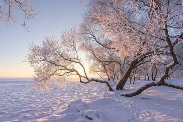 Fantastiska vinterlandskap på morgonen. Frostiga och snöiga träd är på ängen täckt av snö. Gula solljus i vinter scen. Christmas natur bakgrund — Stockfoto