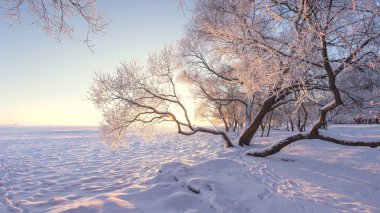 Kış doğa inanılmaz manzara sabah güneş ışığı altında. Ağaçlarda hoarfrost. Kar ile kaplı buz Gölü kıyısında karlı ağaçlar.