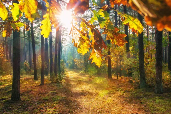 Autumn in vivid forest. Bright sun through colorful leaves on forest nature background. Landscape of vibrant forest. Autumnal background. Natural autumn scene. Forest in sunlight. Amazing woodland.