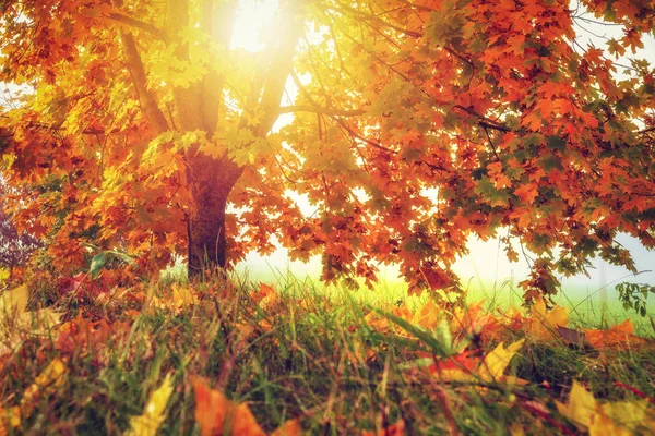 Autumn. Bright sunlight through colorful yellow and red tree. Nature landscape. Fall. Golden tree in warm sunlight. Autumnal background. Vivid scene.