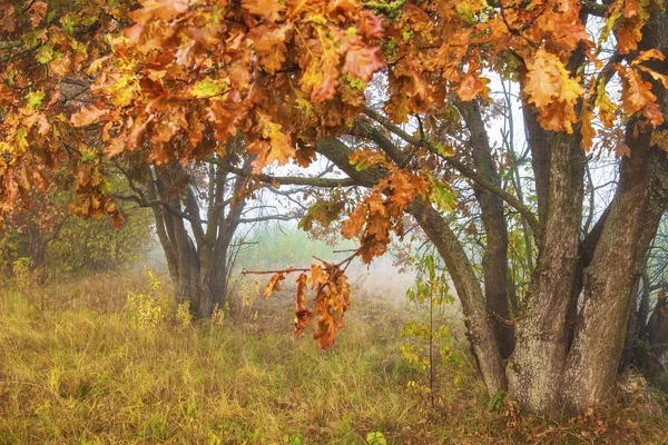 Arbres d'automne. Paysage automnal. Tomber. Scène naturelle d'arbres colorés. Feuilles rouges sur les branches. Paysage naturel. Parc avec chênes . — Photo