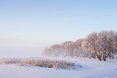 Karlı kış sahne sabahları. Buz gibi beyaz çayır açık sisli sabahı soğuk ağaçta. Kış manzarası. Xmas arka plan. Aralık ayında Noel zamanı