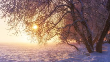 Winter scene in sunshine. Snowy nature. Vibrant landscape of frosty winter in pink sunlight. Merry Christmas background. New Year time. Warm light in the evening at sunset clipart