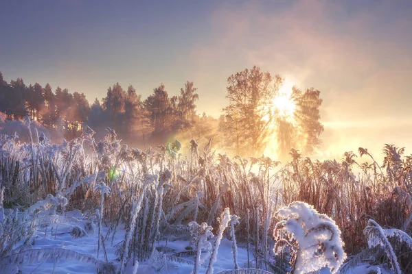 Winter landscape in pink sunlight at morning sunrise. Scenery winter. Frosty nature. Sunlight in winter scene. Amazing sunshine in cold nature. Winter morning. Christmas background. January.
