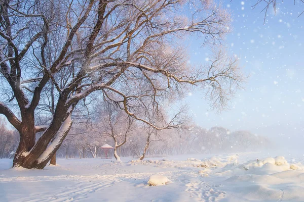 Winterliche Naturlandschaft. Frostiger Baum auf verschneiter Wiese. Schneeflocken fallen. Schneefall. — Stockfoto