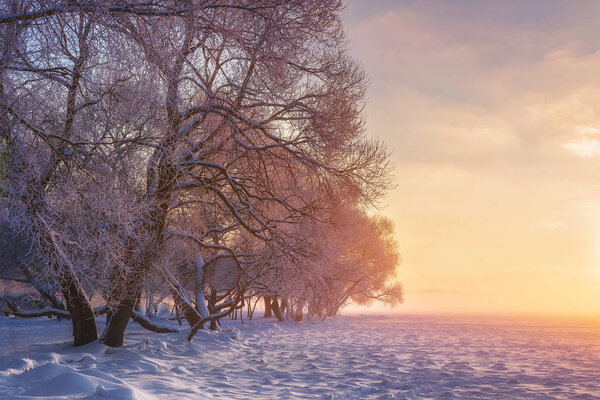 Colorful winter landscape. Snowy trees in warm sunlight. Amazing winter nature. Pink sunshine in winter frosty park. Christmas background. Winter in evening.